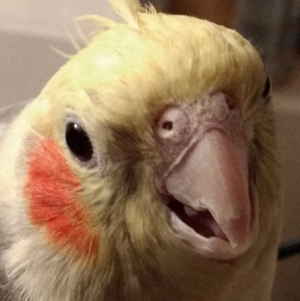 Nikki the Cockatiel